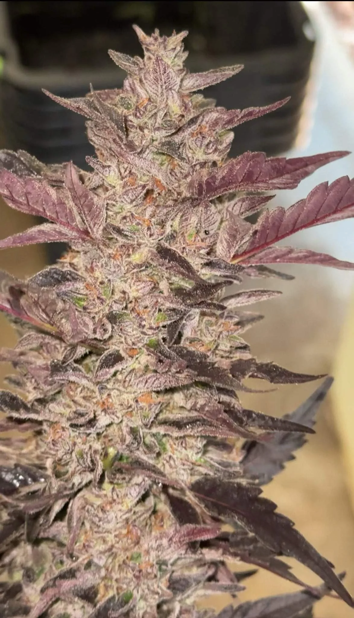 Bottomless Breadstix Seeds · Staefli Farms - Image 2