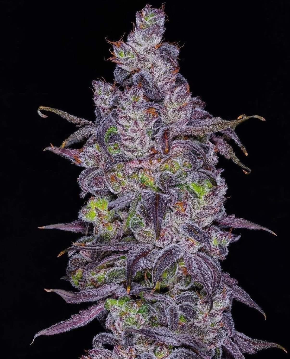 Dozicot F3 Seeds · Staefli Farms - Image 2