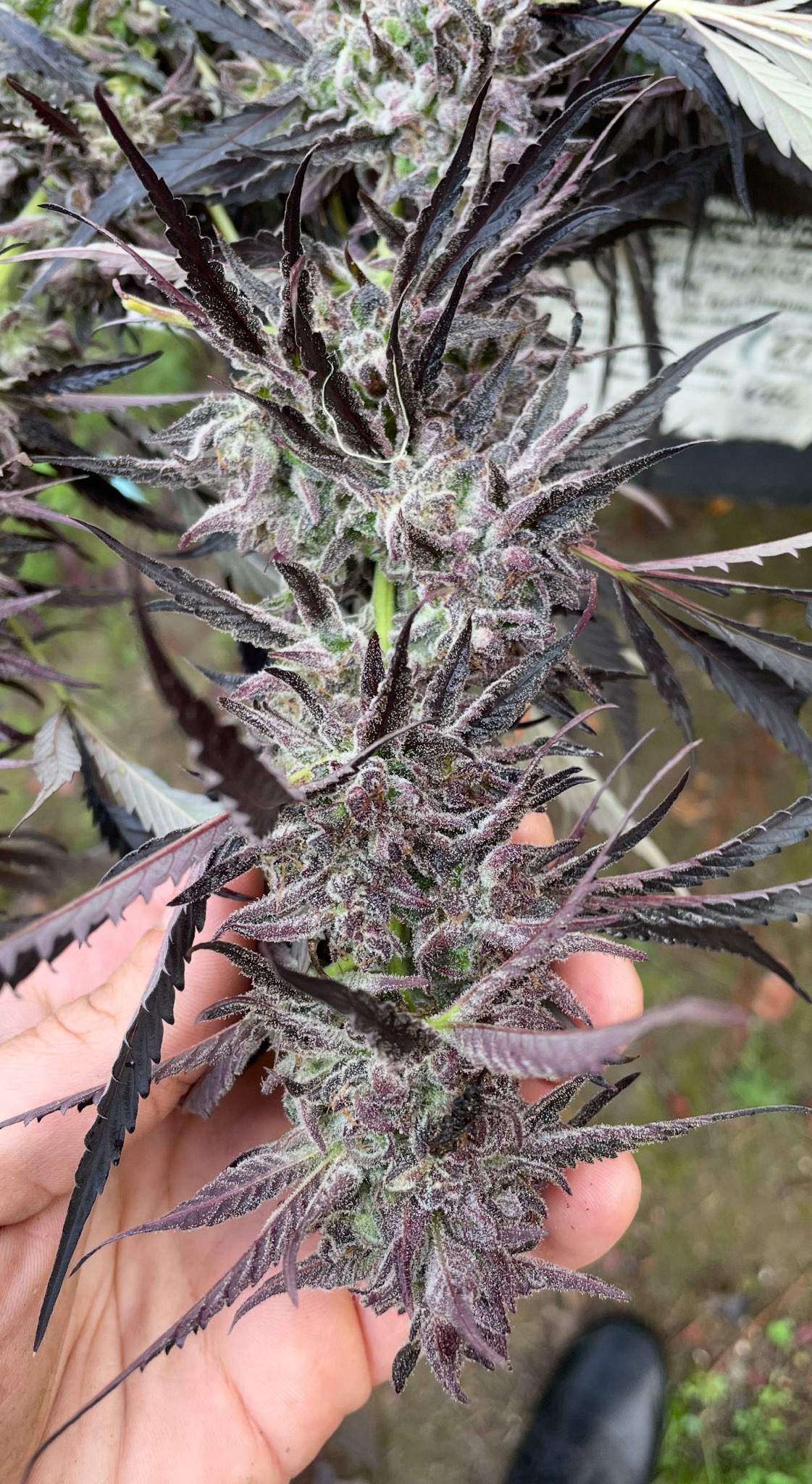 Hippie Toast F2 Seeds · Staefli Farms - Image 2