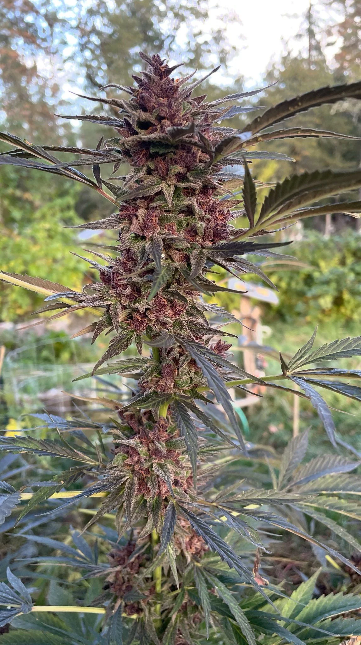 Hippie Toast F2 Seeds · Staefli Farms - Image 3