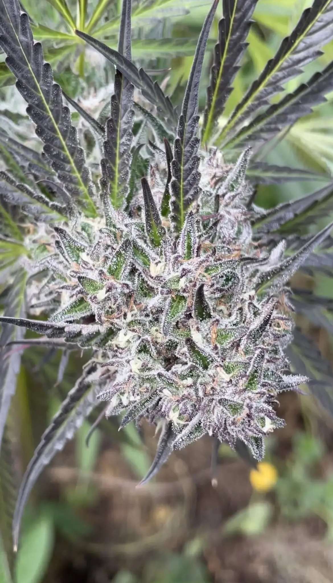 Peanut Butter Apricot F2 Seeds · Staefli Farms - Image 2