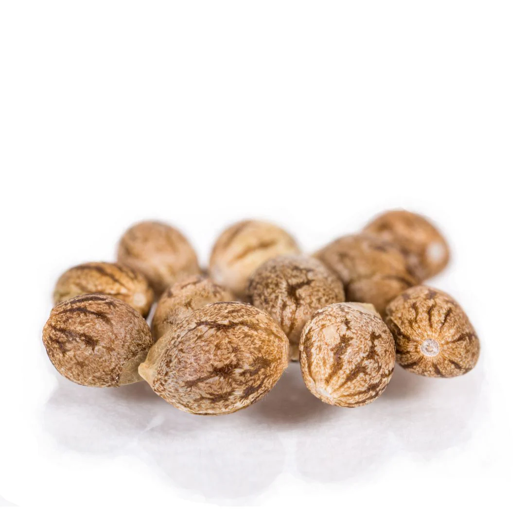 Royal Cherry Cake Seeds · Staefli Farms