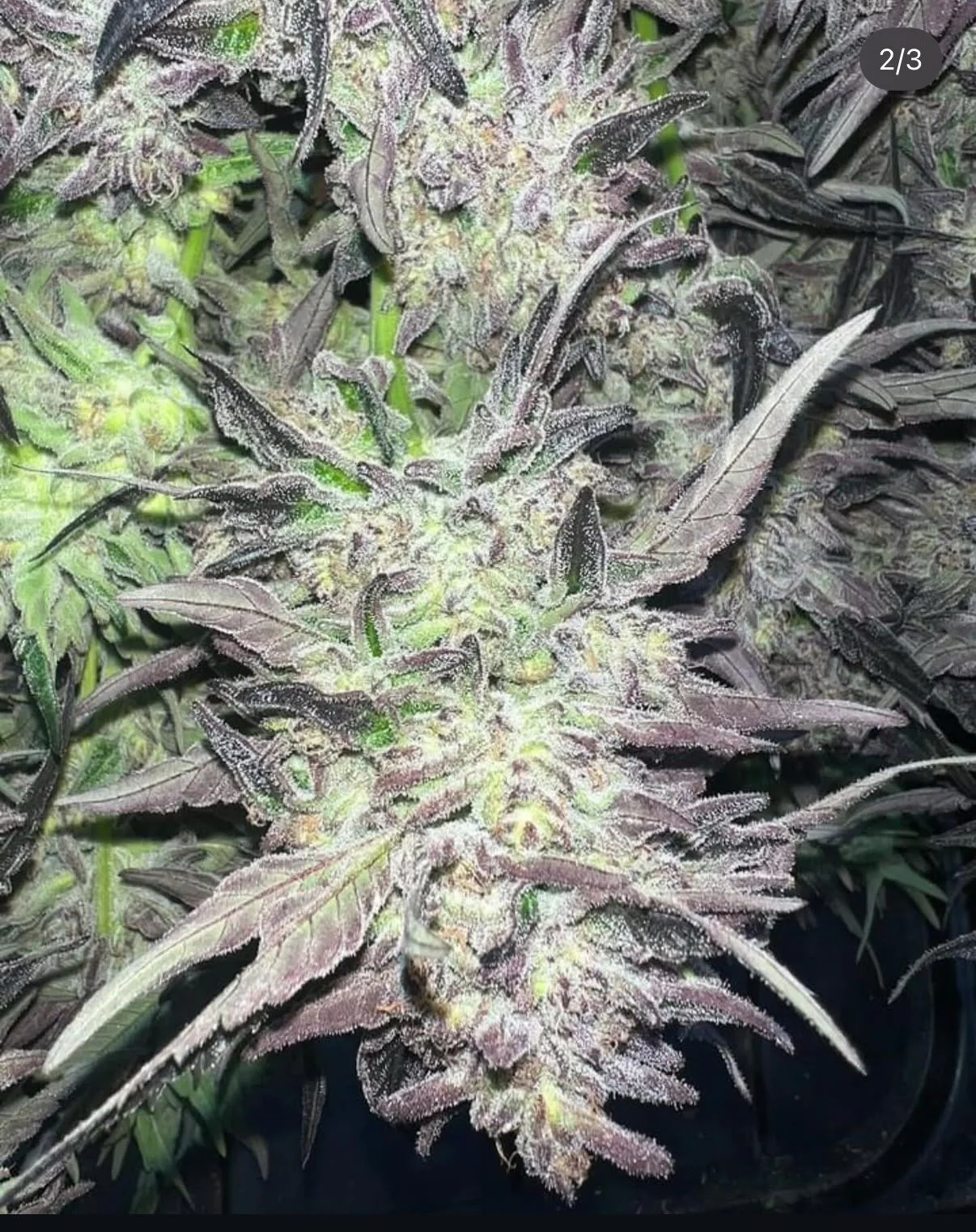 Royal Cherry Cake Seeds · Staefli Farms - Image 2