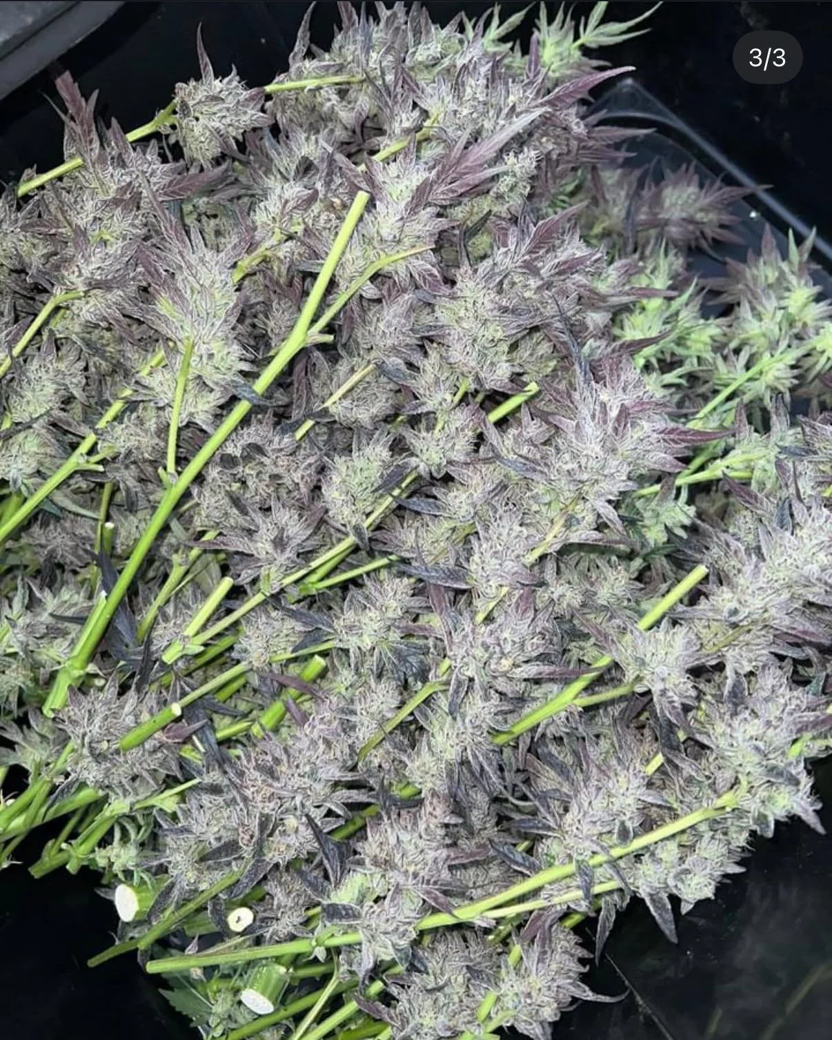 Royal Cherry Cake Seeds · Staefli Farms - Image 3