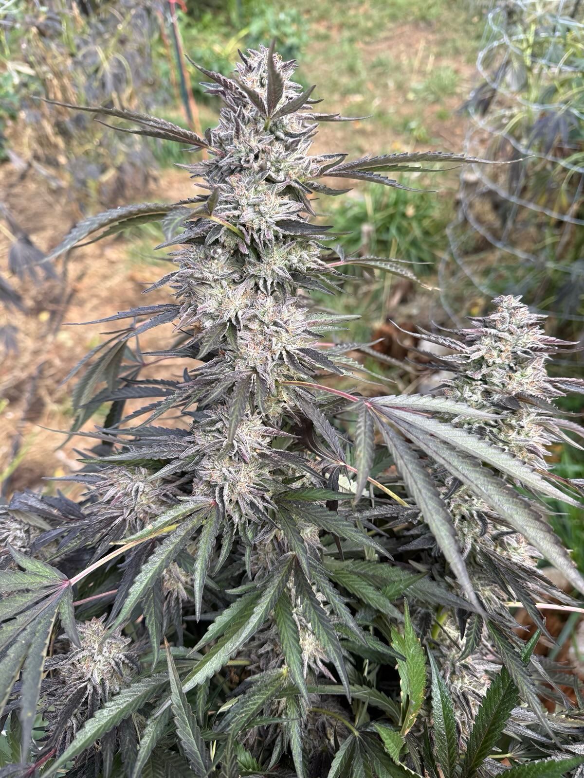 Table Scrapz Seeds · Staefli Farms - Image 2